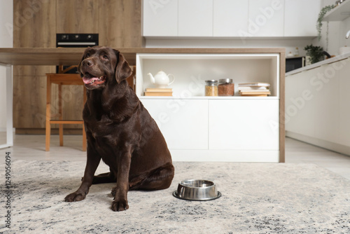 Cute Labrador dog with feed...