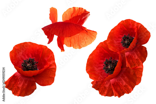  Remembrance Day in Canada, symbol of peace. Memorial Day. Set Red poppy flowers isolated .