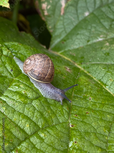 Snail crawling on a green leaf. Snail crawling on a green leaf photo