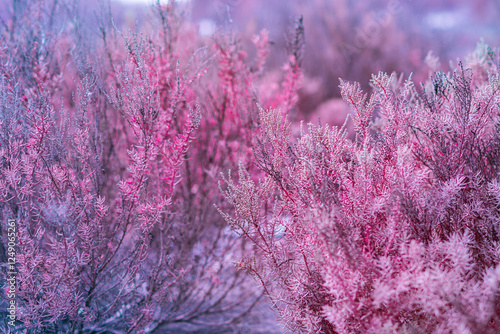 Infrared photography, a landscape filled with dense shrubs or plants. The color palette is mainly shades of pink and purple photo