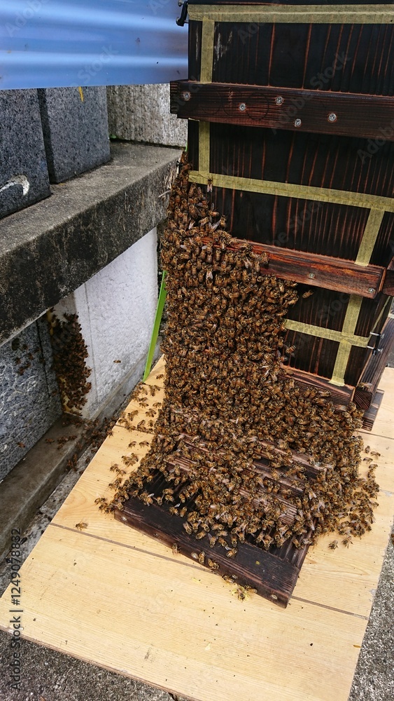 2039)Unlike the usual Japanese honeybees, it seems that my communication with Western honeybees is not sufficient(Photo taken at 09:43 on august 10, 2017) 2039)Unlike the usual Japanese honeybees, it seems that my communication with Western honeybees is not sufficient(Photo taken at 09:43 on august 10, 2017)