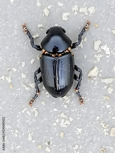 Insect Ruteline Scarab Beetle Bottom photo