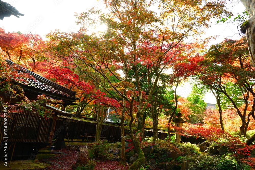 Naklejka premium 中野邸記念館の紅葉（新潟県）