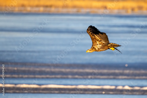 Sea eagle from Getterön, Varberg in Sweden. It was a cold sunny morning in Januari 2005.