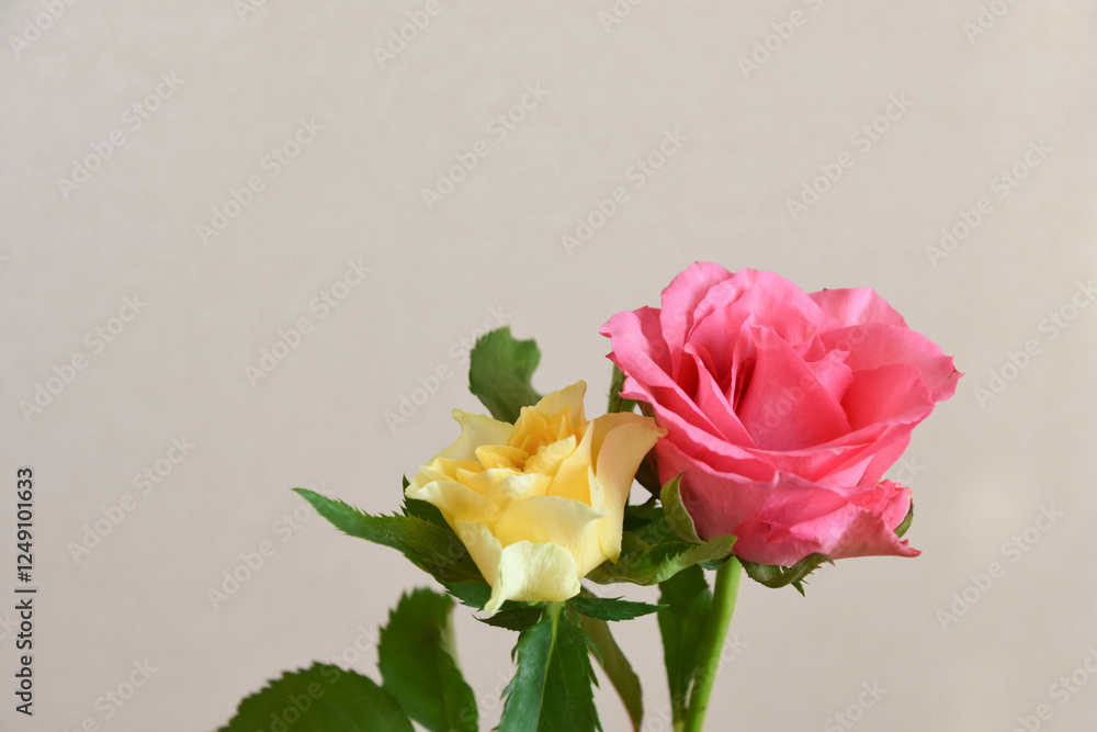 ピンクと黄色のばら