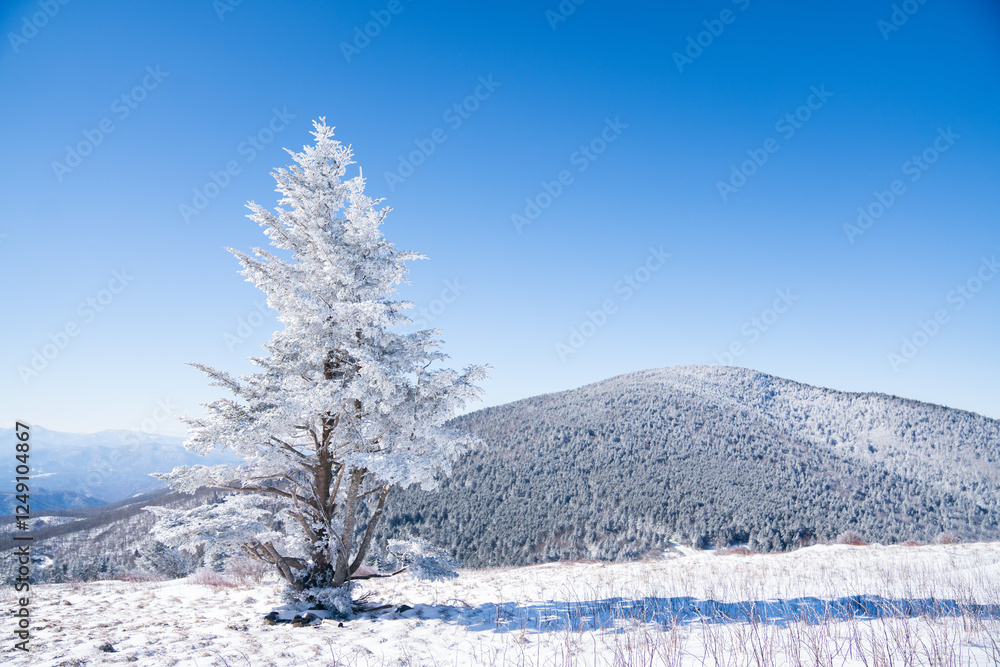 Obraz premium A lone frost-covered tree stands resilient against the backdrop of snow-draped mountains and a crystal-clear blue sky. Roan Mountain, North Carolina, USA 01202025