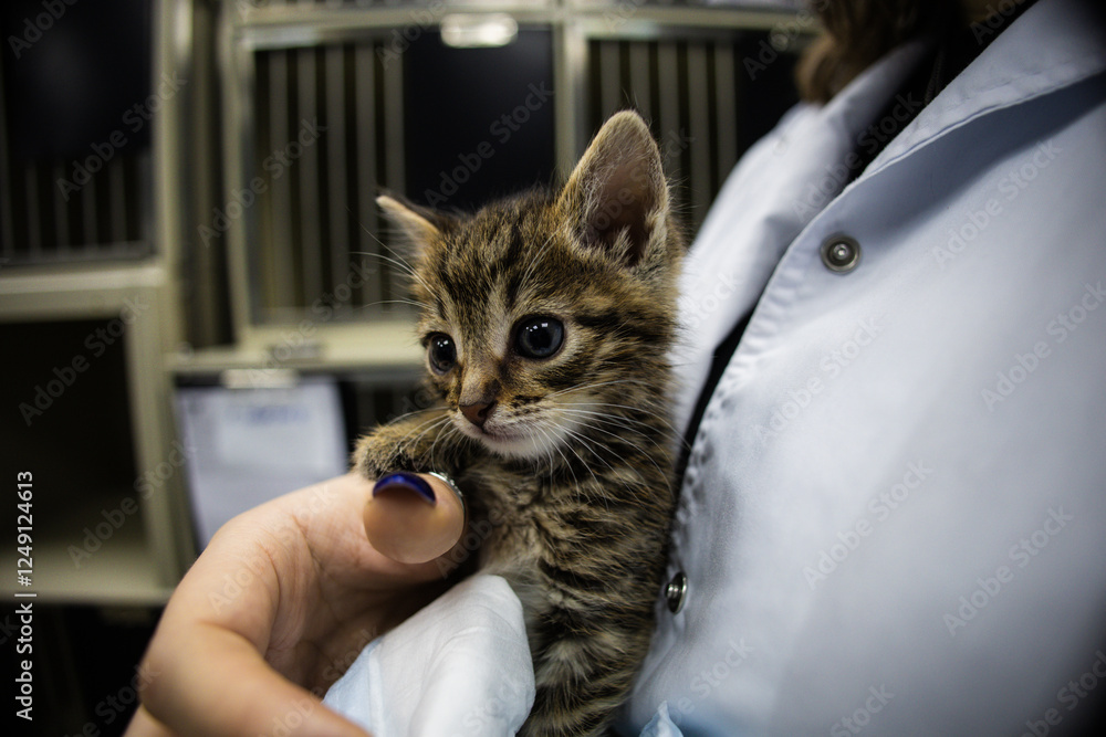Φωτογραφία Veterinarian carefully holding a small striped kitten during a medical examination inside a veterinary clinic, providing essential care and treatment for the adorable feline patient