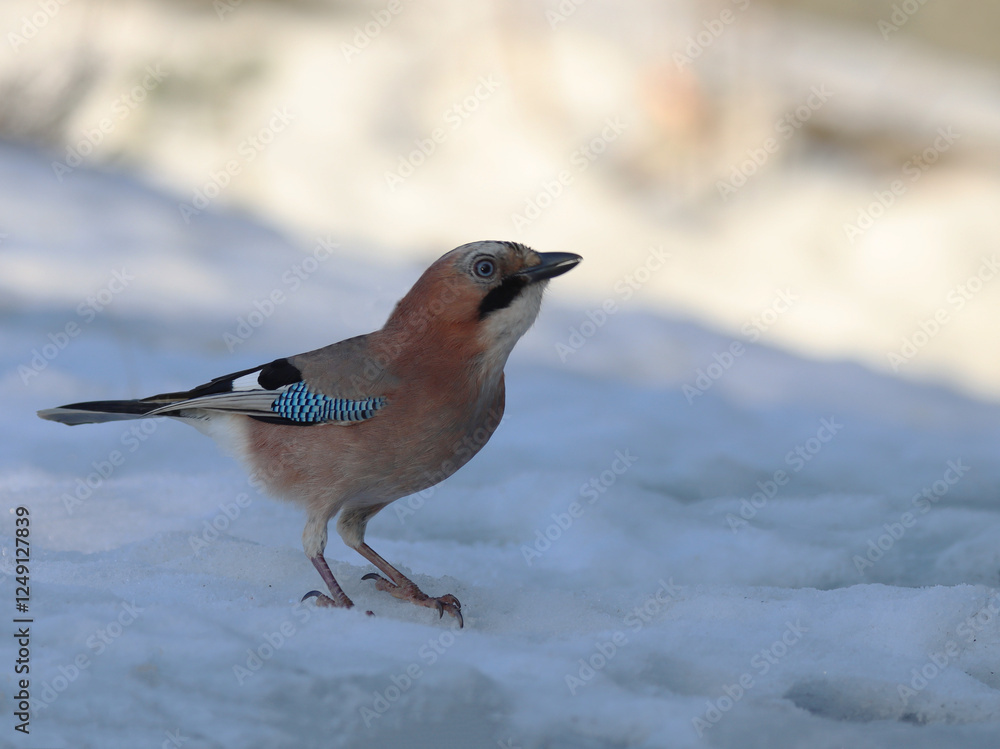 Eurasian jay Eurasian jay