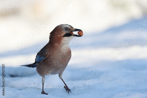 Obraz na płótnie Euroasian Jay