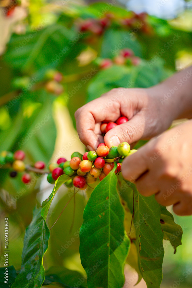Close up hand harvest red ripe coffee seed robusta arabica berry harvesting coffee farm. Hand people harvest coffee bean ripe Red berries plant fresh seed coffee tree growth in green eco organic farm Close up hand harvest red ripe coffee seed robusta arabica berry harvesting coffee farm. Hand people harvest coffee bean ripe Red berries plant fresh seed coffee tree growth in green eco organic farm