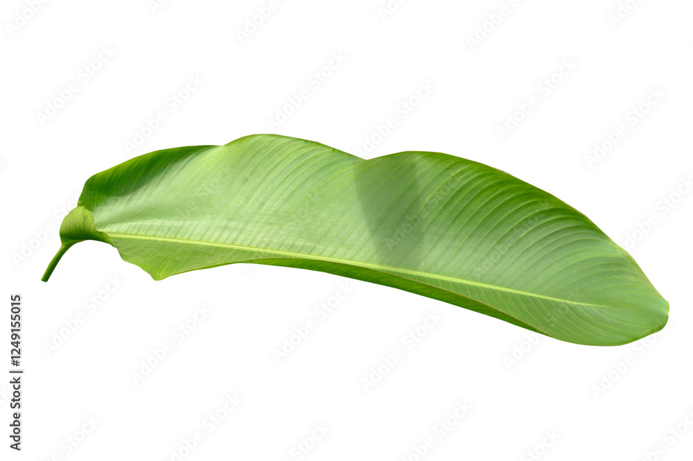 Fototapeta premium Group Plant leaves Green nature Tropical forest isolated on transparent background - png.(PHOTO)