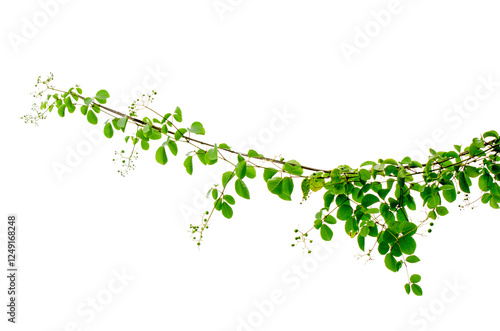 vine frame leaf vine circle Isolate on transparent background PNG file photo