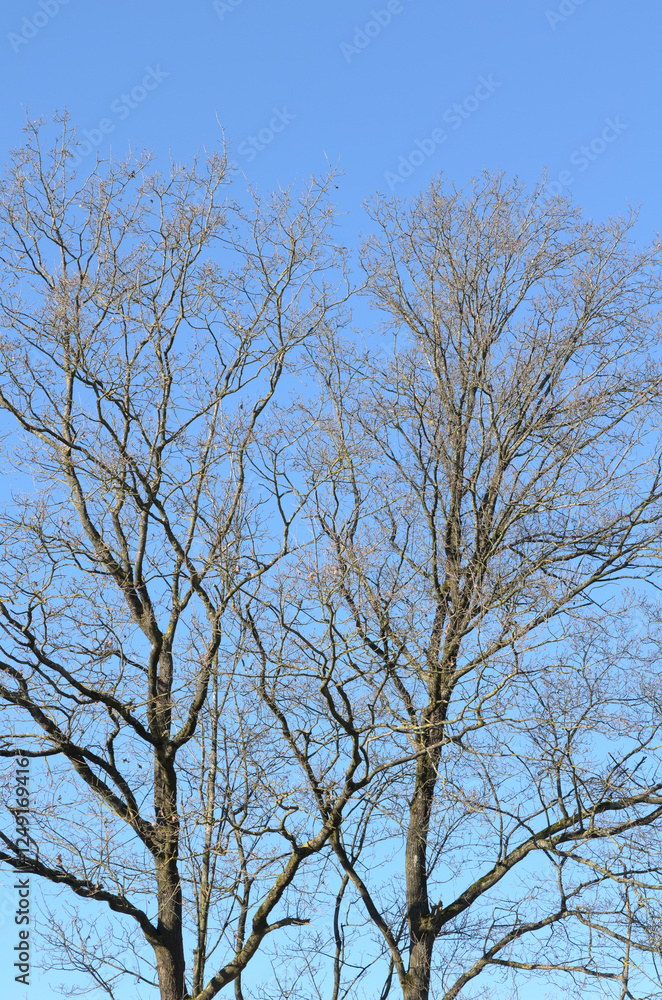 Tree trunk with bare branches and twigs in an european forest against blue sky on a sunny day, natural trees woodland landscape background Tree trunk with bare branches and twigs in an european forest against blue sky on a sunny day, natural trees woodland landscape background
