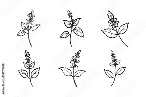 Catmint (Nepeta spp.) line art vector art illustration