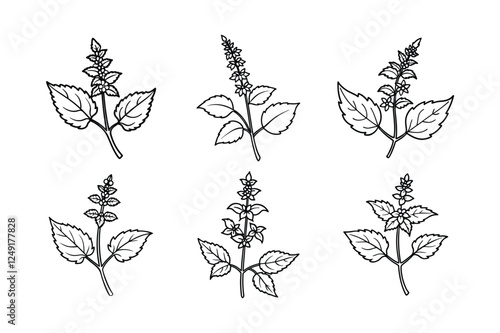 Catmint (Nepeta spp.) line art vector art illustration