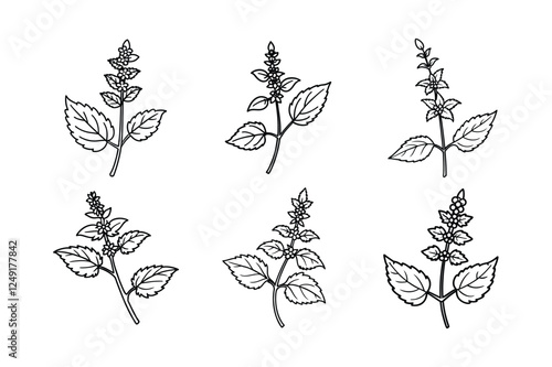 Catmint (Nepeta spp.) line art vector art illustration