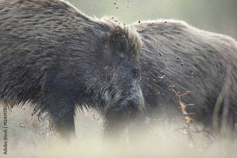 Dzik, (Sus scrofa), wild boar, boar