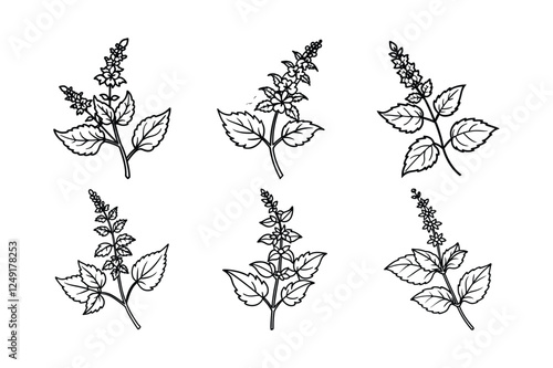 Catmint (Nepeta spp.) line art vector art illustration