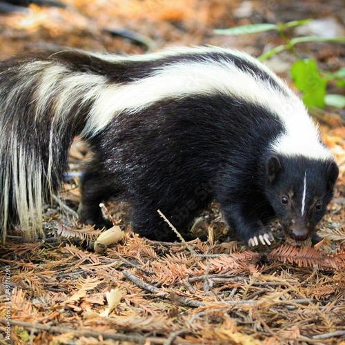 Wallpaper Mural Foraging Striped Skunk: Dynamic image of a striped skunk foraging in a natural forest setting, suitable for wildlife and natural habitat articles.
 Torontodigital.ca