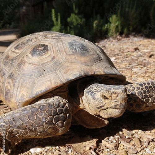 Wallpaper Mural Desert Tortoise on Gravel: Captivating shot of a desert tortoise with a textured shell, peeking out on a sunny day, perfect for nature and wildlife documentaries.
 Torontodigital.ca