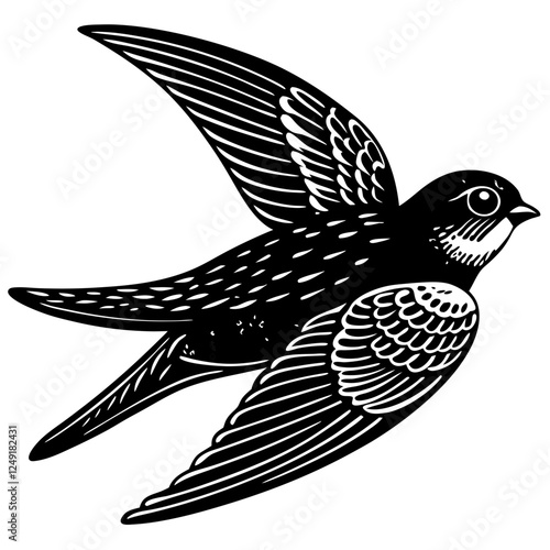 Common swift on white background.