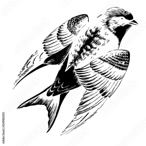 Common swift on white background.