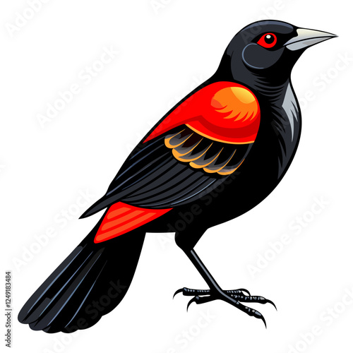 Red-winged blackbird on white background