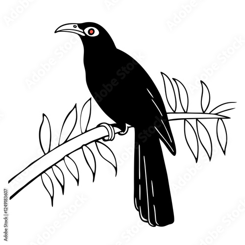 Asian koel bird(Eudynamys scolopaceus) on white background.