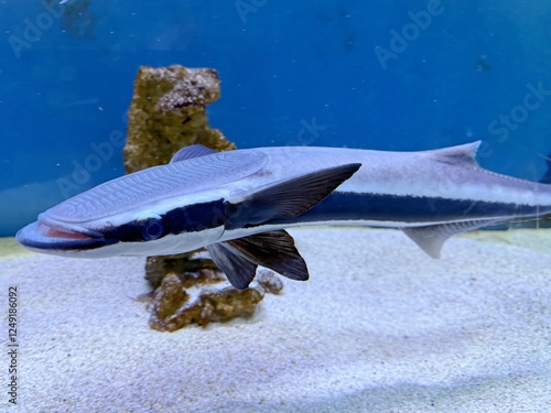 A live sharksucker in a blue-background aquarium with a white sandy bottom photo