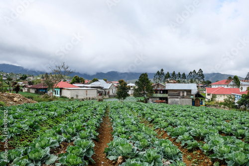 Beautiful scenery of vegetables plantation in Alahan Panjang, West Sumatera, Indonesia. photo