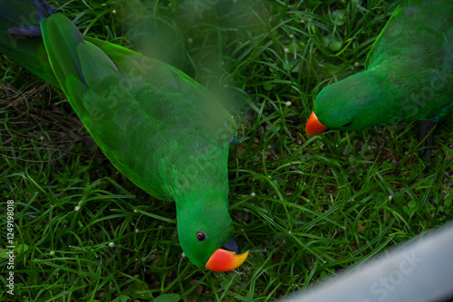 green birds on grass looking for food