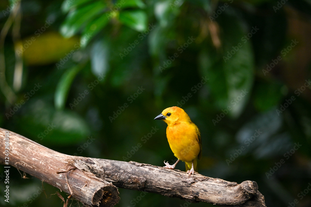 A cute yellow-winged bird standing on a branch A cute yellow-winged bird standing on a branch