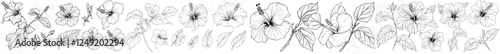 A modern outline of a hibiscus flower, presented as a set of hand-drawn illustrations, isolated