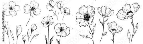 A black ink drawing of flowers, an monochrome artistic botanical illustration isolated on a white background. Hand-drawn floral modern elements with tiny brush strokes. Chamomile and daisy cliparts