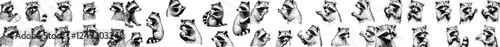 Vintage engraved, isolated raccoon set illustration; cut ink sketch with a wild pet background