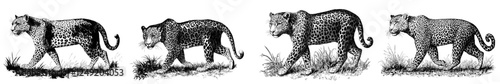 Leopard in an engraving style, a big wild cat hand drawn on a light background, predatory animal of the savannah in a vintage look, modern retro illustration