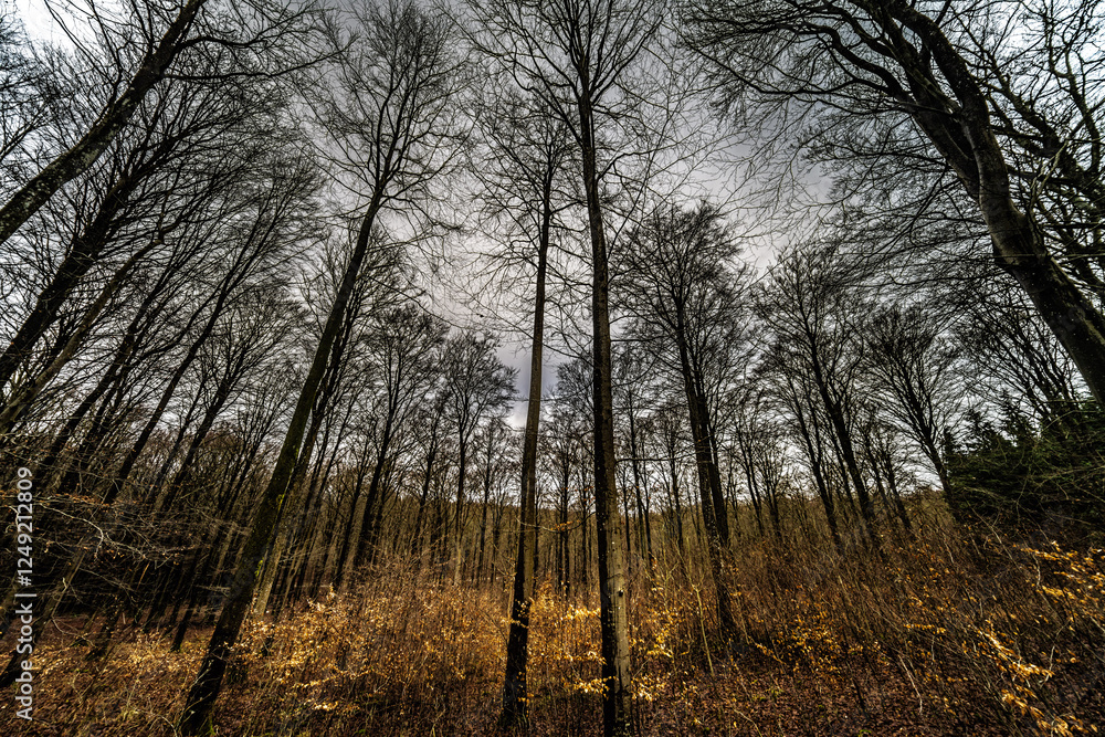 Serene Forest Landscape in Winter with Bare Trees and Golden Foliage Serene Forest Landscape in Winter with Bare Trees and Golden Foliage