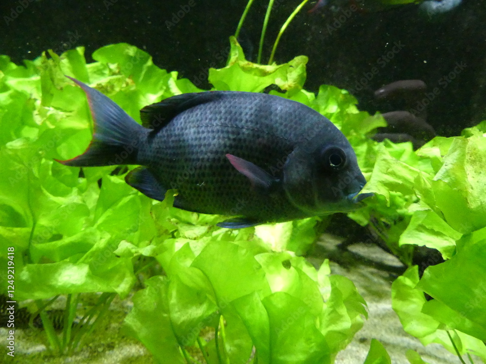 Poisson sombre coraux verts aquarium Poisson sombre coraux verts aquarium