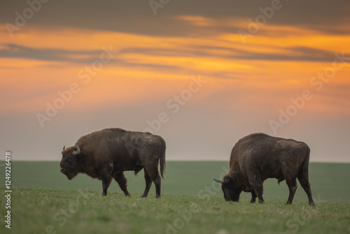 Mammals - wild nature European bison ( Bison bonasus ) Wisent bull standing on the winter field without snow sundown North Eastern part of Poland, Europe Knyszynska Primeval Forest photo