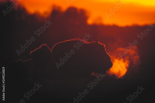 Mammals - wild nature European bison ( Bison bonasus ) Wisent bull standing on the winter field without snow sundown North Eastern part of Poland, Europe Knyszynska Primeval Forest photo