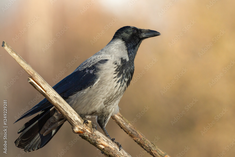Bird - Hooded crow Corvus cornix in autumn meadow Poland Europe Bird - Hooded crow Corvus cornix in autumn meadow Poland Europe