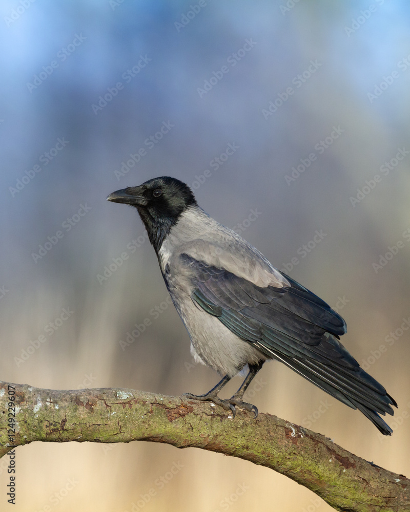 Bird - Hooded crow Corvus cornix in autumn meadow Poland Europe Bird - Hooded crow Corvus cornix in autumn meadow Poland Europe