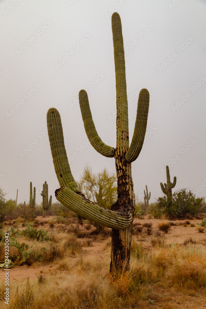 Saguaro Cactus Saguaro National Monument Tucson Arizona Sonoran Desert Saguaro Cactus Saguaro National Monument Tucson Arizona Sonoran Desert