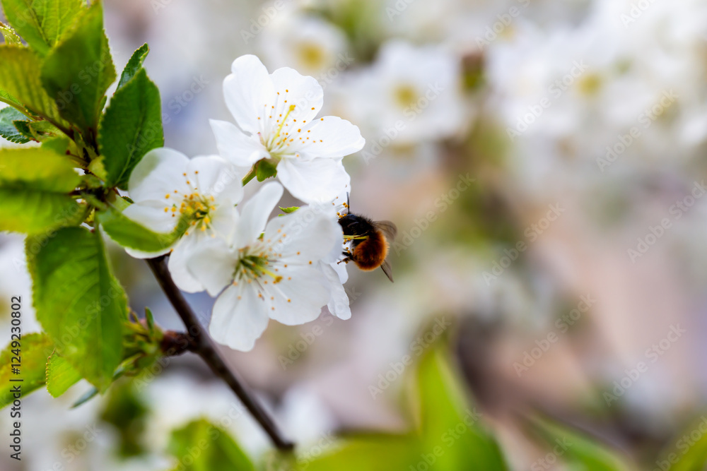 Bee on white blossom flower cherry with green foliage, highlighting nature beauty. Spring garden with blooming flowers cherry and flying insects. Concept pollination, floral growth and biodiversity Bee on white blossom flower cherry with green foliage, highlighting nature beauty. Spring garden with blooming flowers cherry and flying insects. Concept pollination, floral growth and biodiversity