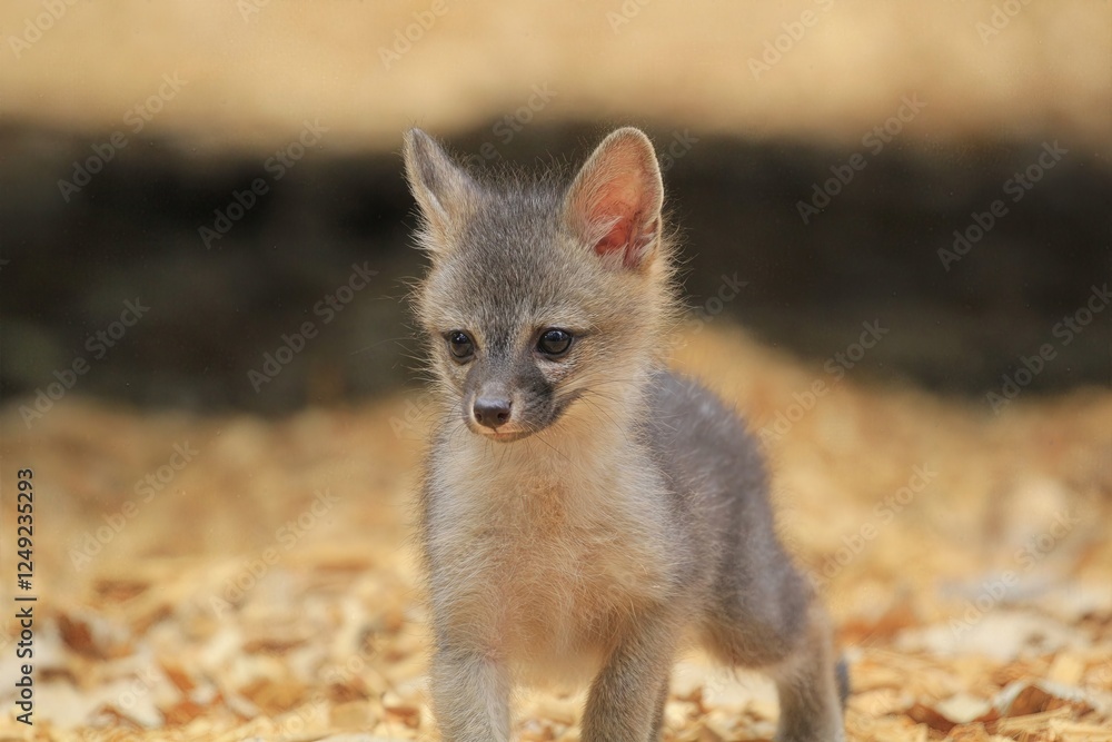 Gray Fox Kit Exploration: A gray fox kit explores its surroundings, showcasing its inquisitive nature and the soft texture of its fur.
Gray Fox Kit Exploration: A gray fox kit explores its surroundings, showcasing its inquisitive nature and the soft texture of its fur.