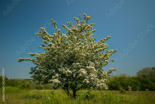 Blooming hawthorn bush in the meadow.