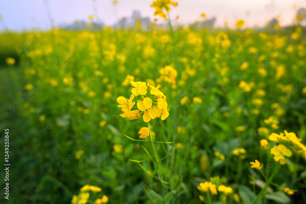 Fototapeta premium A field of vibrant yellow mustard flowers blooming under a soft, hazy sky.