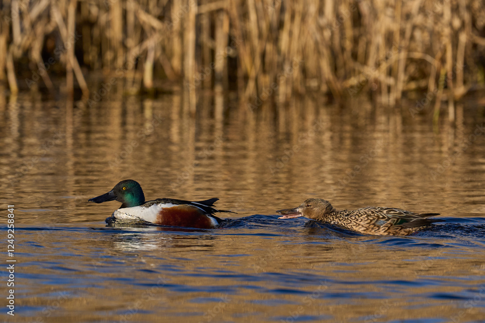 Pair of Shoveler (Anas clypeata) swimming on a lake on the Somerset Levels in Somerset, United Kingdom.       