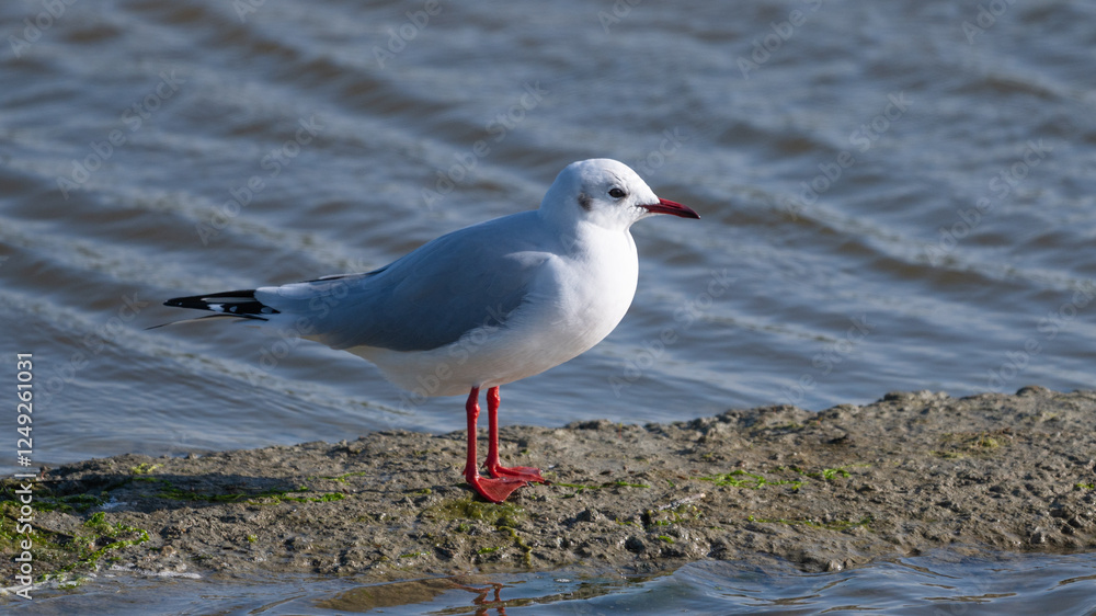 Fototapeta premium Larus ridibundus - Black-headed Gull - Mouette rieuse