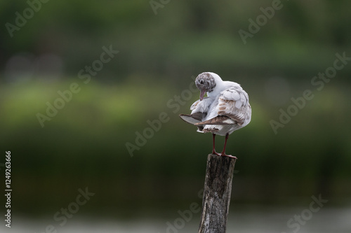 Larus ridibundus - Black-headed Gull - Mouette rieuse photo